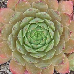 Sempervivum - Dachwurz - Hauswurz